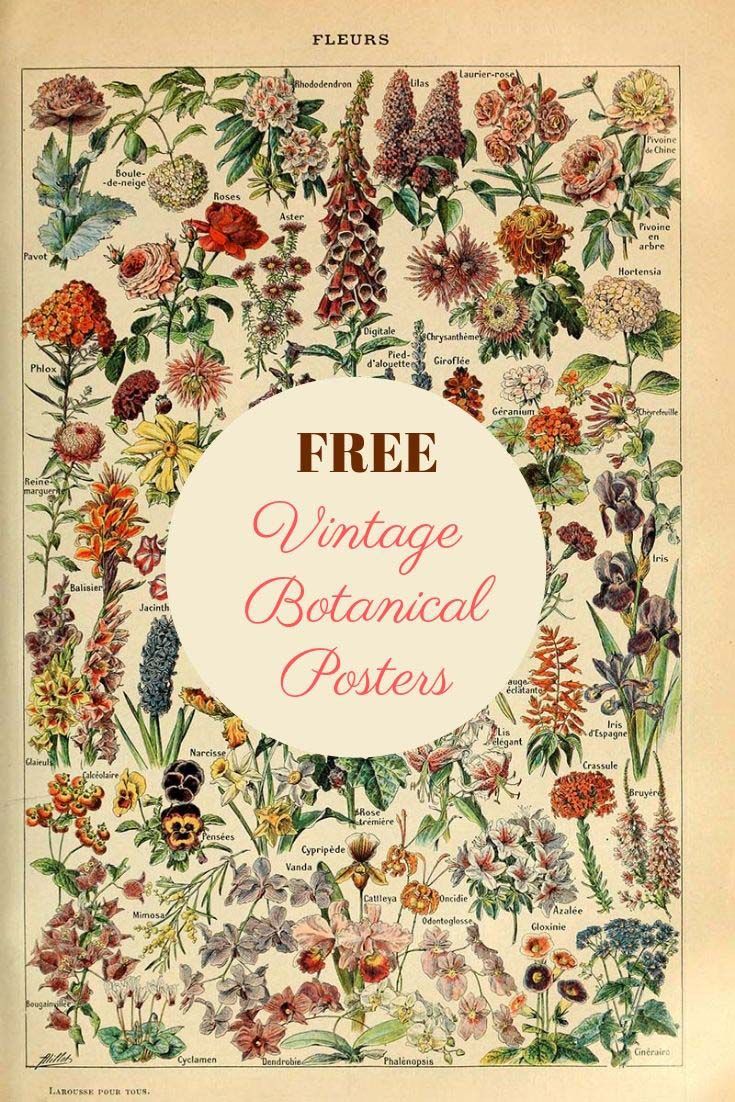 A vintage-style botanical poster featuring various labeled flower illustrations in a classic scientific layout.